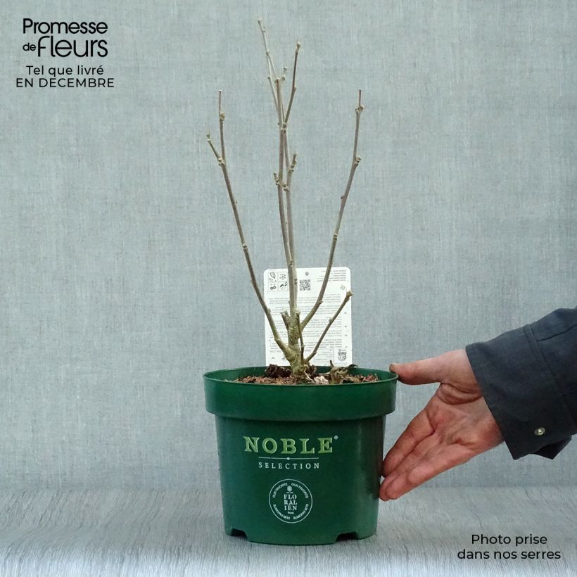 Amostra de Hibisco-da-síria Starburst Chiffon - Hibiscus syriacus Vaso de 3 L/4 L tal como entregue no inverno