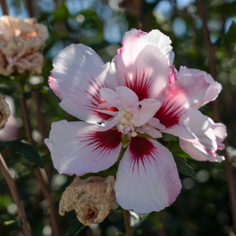Hibisco-da-síria Starburst Chiffon - Hibiscus syriacus (Floração)