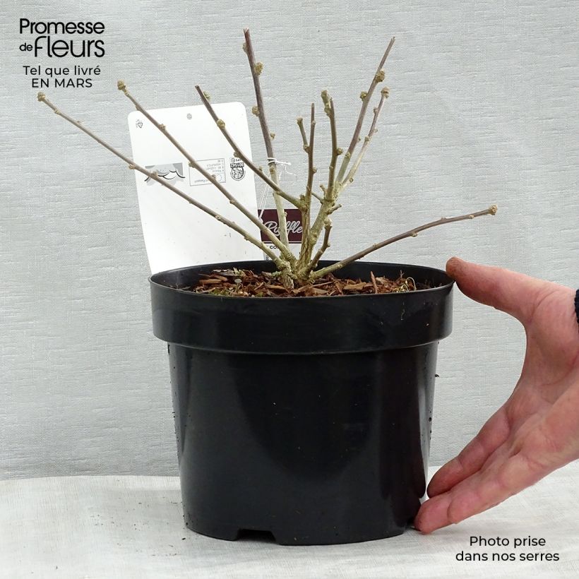 Amostra de Hibiscus syriacus Summer Ruffle - Althea panaché, semi-double, mauve-rose. Vaso de 3 L/4 L tal como entregue no inverno