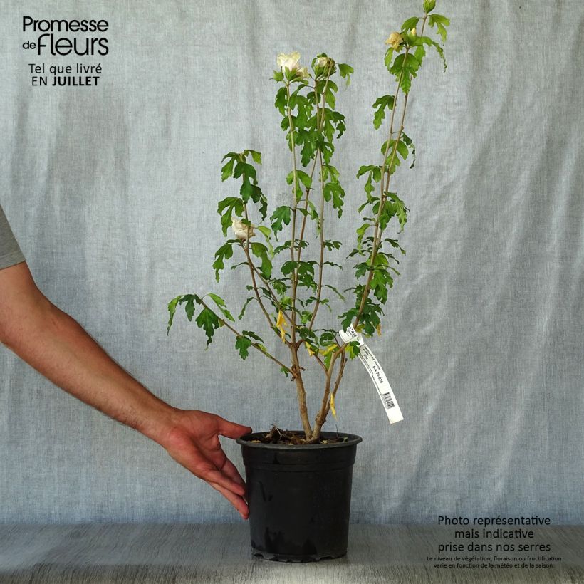 Amostra de Hibisco-da-síria Sup'Heart - Hibiscus syriacus Vaso de 3 L/4 L tal como entregue no verão