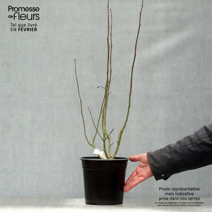 Amostra de Hibiscus syriacus Sup'Heart - Althéa à grosses fleurs Vaso de 3 L/4 L tal como entregue no inverno