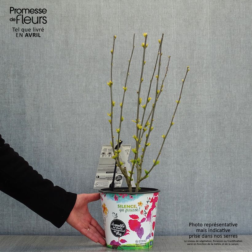 Amostra de Hibisco-da-síria Sup'Heart - Hibiscus syriacus Vaso de 3 L/4 L tal como entregue na primavera