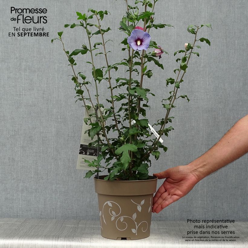 Amostra de Hibisco-da-síria Three Sisters - Hibiscus syriacus Vaso de 6 L/7 L tal como entregue no outono