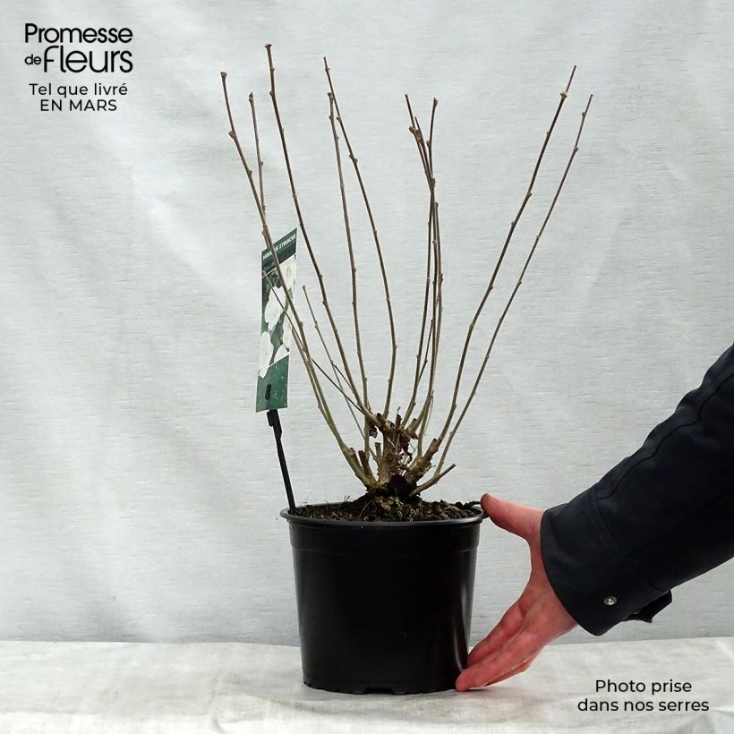 Amostra de Hibisco-da-síria Totus Albus - Hibiscus syriacus Vaso de 2 L/3 L tal como entregue na primavera