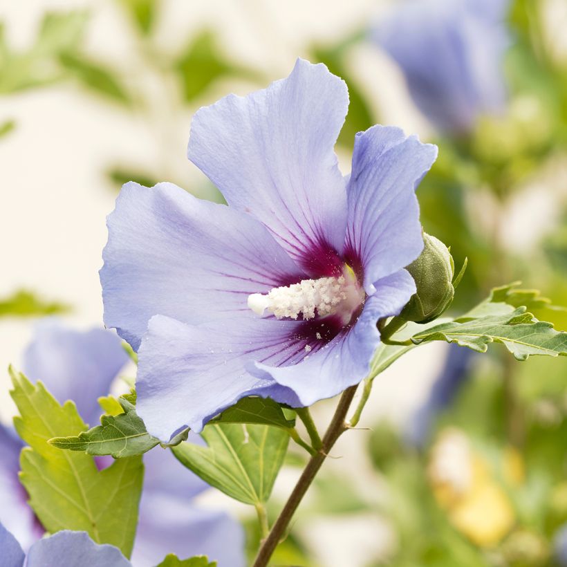 Hibisco-da-síria Ultramarine - Hibiscus syriacus (Floração)