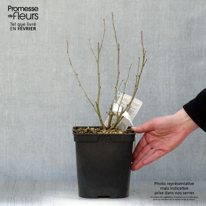 Amostra de Hibiscus syriacus Ultramarine - Althéa bleu Vaso de 3 L/4 L tal como entregue no inverno