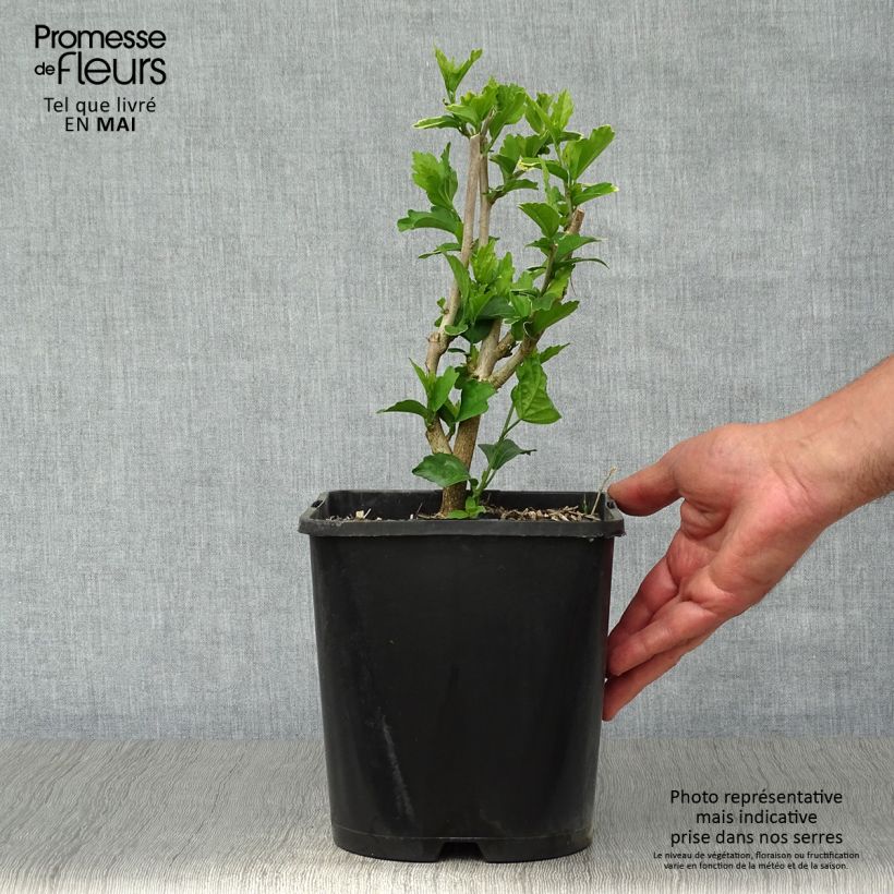 Amostra de Hibisco-da-síria Ultramarine - Hibiscus syriacus Vaso de 3 L/4 L tal como entregue na primavera