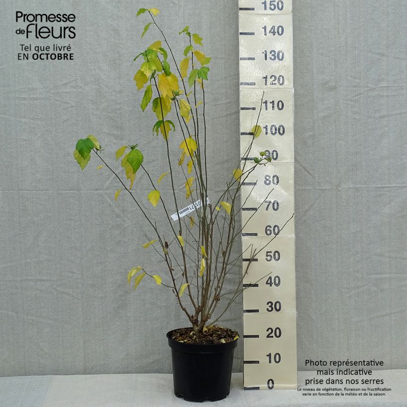 Amostra de Hibisco-da-síria Ultramarine - Hibiscus syriacus Vaso de 7,5 L/10 L tal como entregue no outono