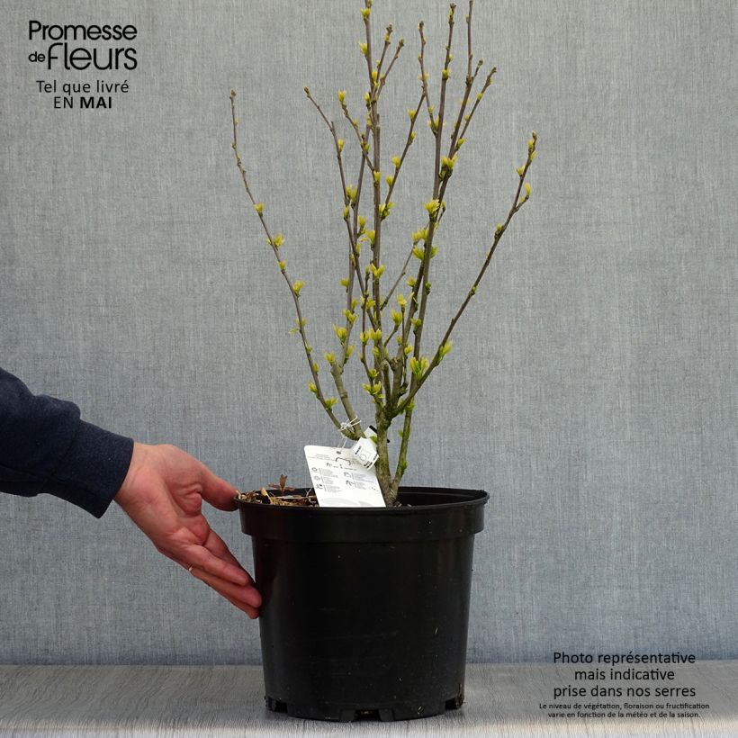 Amostra de Hibisco-da-síria Ultramarine - Hibiscus syriacus Vaso de 7,5 L/10 L tal como entregue na primavera