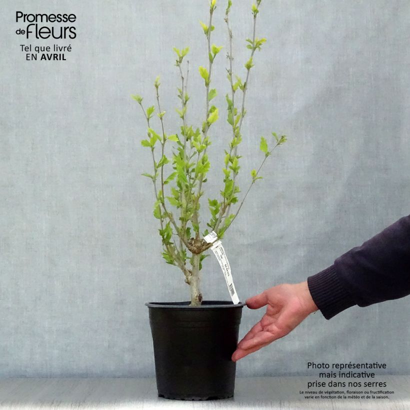 Amostra de Hibisco-da-síria White Chiffon - Hibiscus syriacus Vaso de 2 L/3 L tal como entregue na primavera