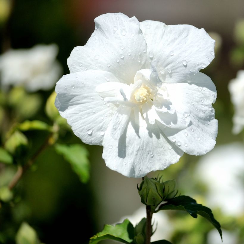 Hibisco-da-síria White Chiffon - Hibiscus syriacus (Floração)