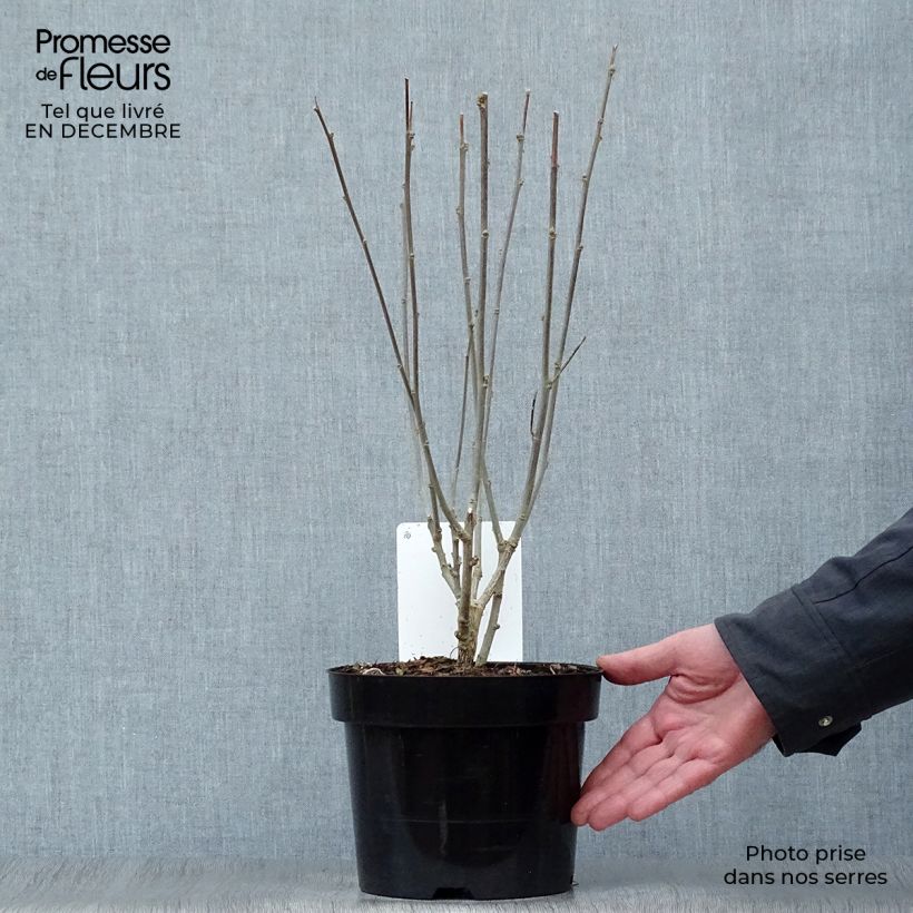 Amostra de Hibiscus syriacus Woodbridge  Vaso de 2 L/3 L tal como entregue no inverno