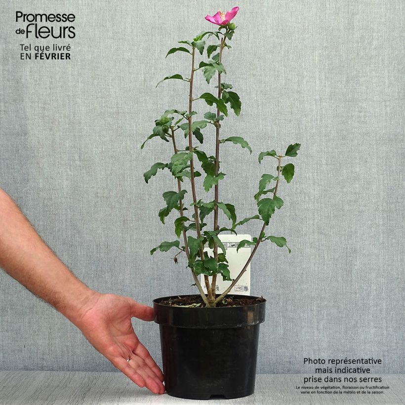 Amostra de Hibisco-da-síria Woodbridge - Hibiscus syriacus Vaso de 2 L/3 L tal como entregue no outono