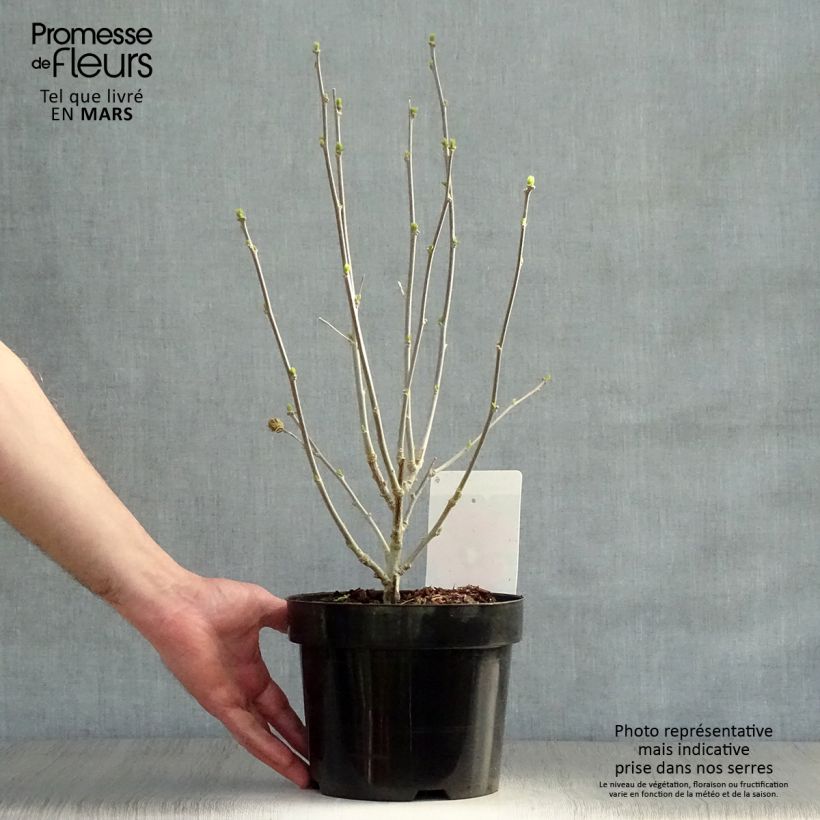 Amostra de Hibisco-da-síria Woodbridge - Hibiscus syriacus Vaso de 2 L/3 L tal como entregue na primavera