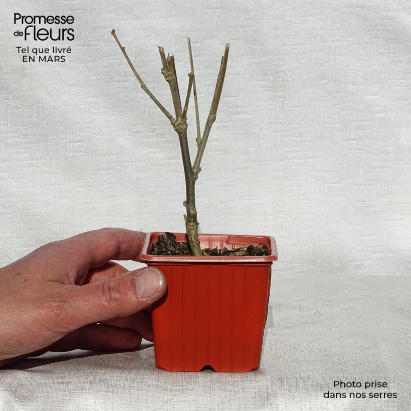 Amostra de Hibisco-da-síria Woodbridge - Hibiscus syriacus Vaso de 8/9 cm tal como entregue na primavera