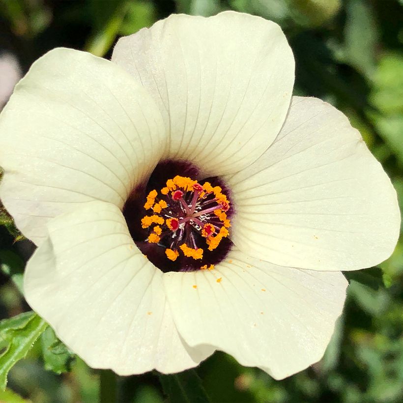 Hibiscus trionum (Floração)