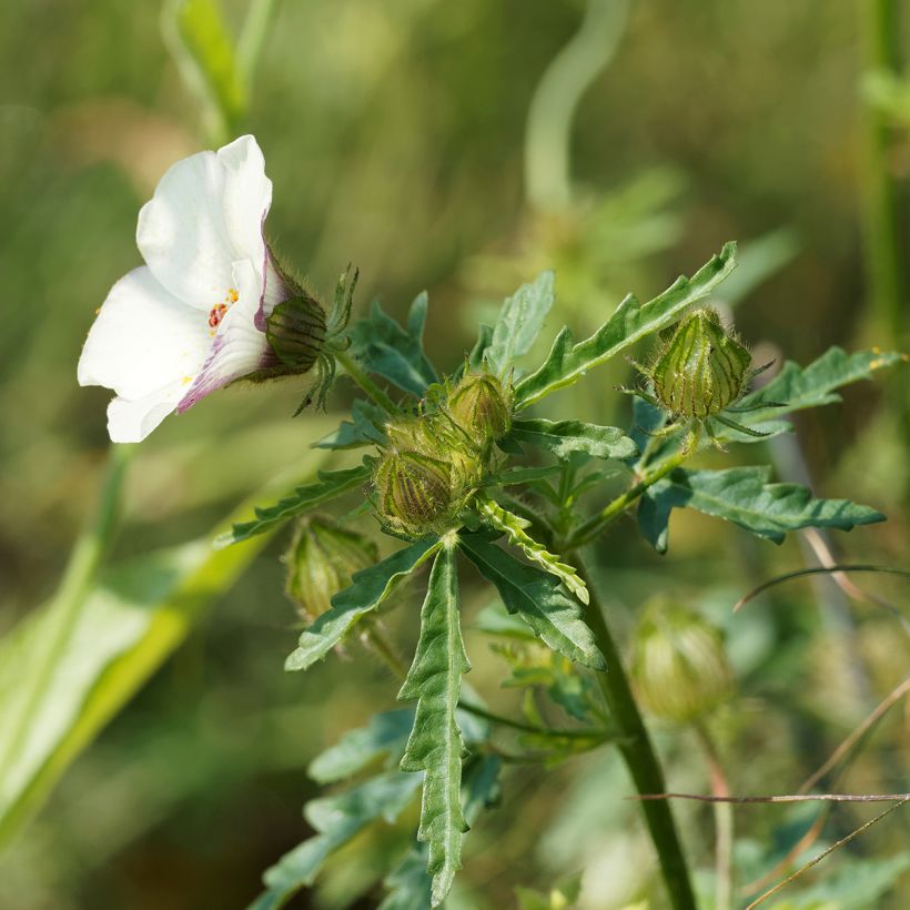 Hibiscus trionum (Folhagem)