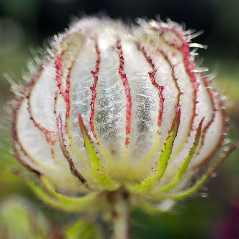 Hibiscus trionum (Colheita)