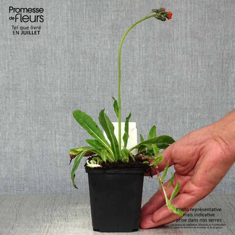 Amostra de Hieracium aurantiacum Vaso de 8/9 cm tal como entregue no verão