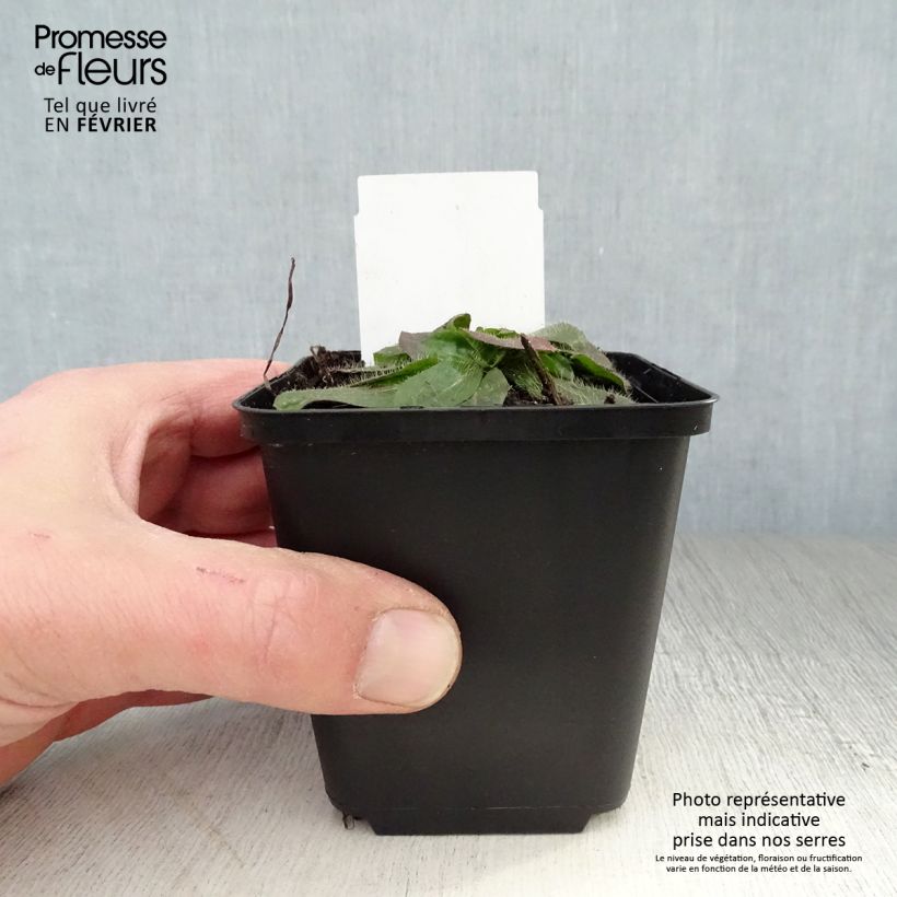 Amostra de Hieracium aurantiacum - Epervière Vaso de 8/9 cm tal como entregue no inverno