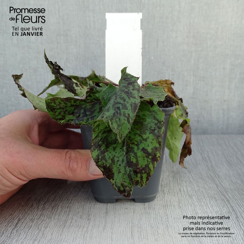 Amostra de Hieracium maculatum - Epervière tachée Vaso de 8/9 cm tal como entregue no inverno