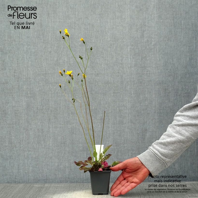 Amostra de Hieracium maculatum Vaso de 8/9 cm tal como entregue na primavera