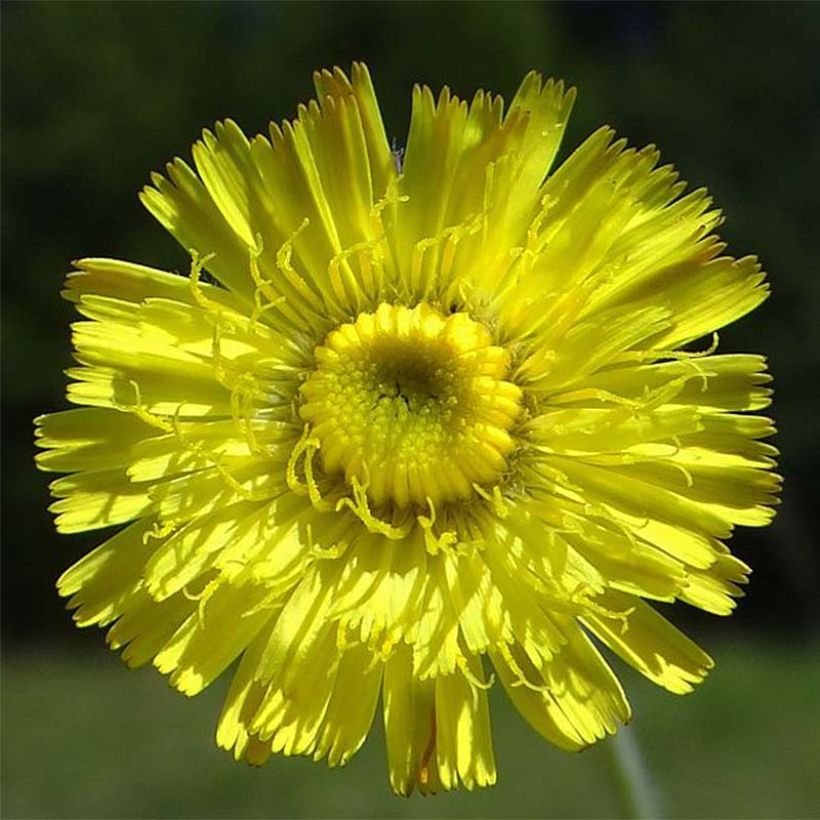 Hieracium pilosella (Floração)