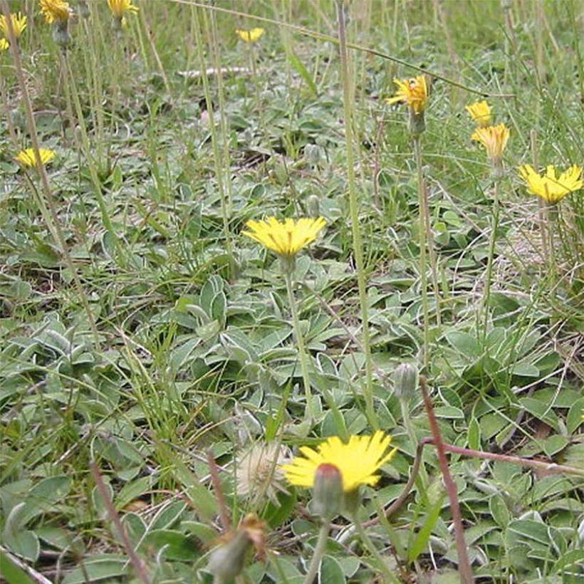 Hieracium pilosella (Hábito)