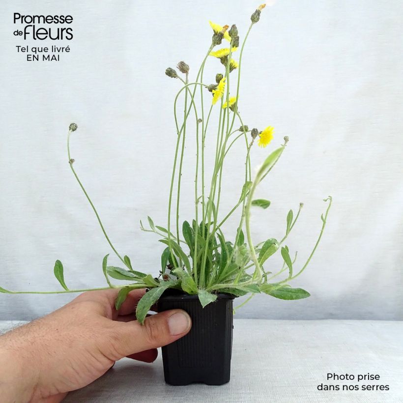 Amostra de Hieracium pilosella Vaso de 8/9 cm tal como entregue na primavera