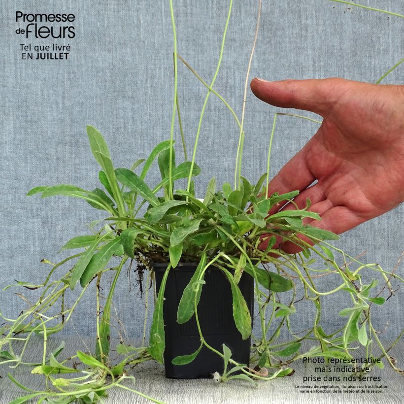 Amostra de Hieracium pilosella Vaso de 8/9 cm tal como entregue no verão
