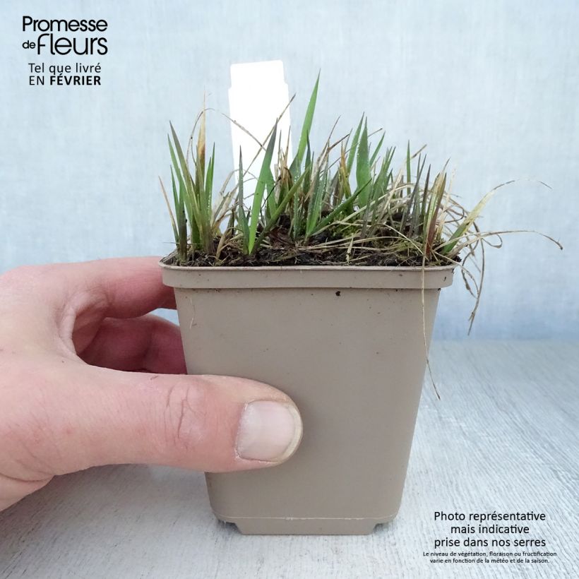 Amostra de Hierochloe odorata - Herbe aux bisons Vaso de 8/9 cm tal como entregue no inverno