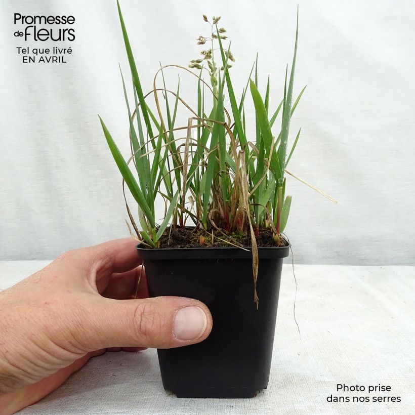 Amostra de Hierochloe odorata Vaso de 8/9 cm tal como entregue na primavera