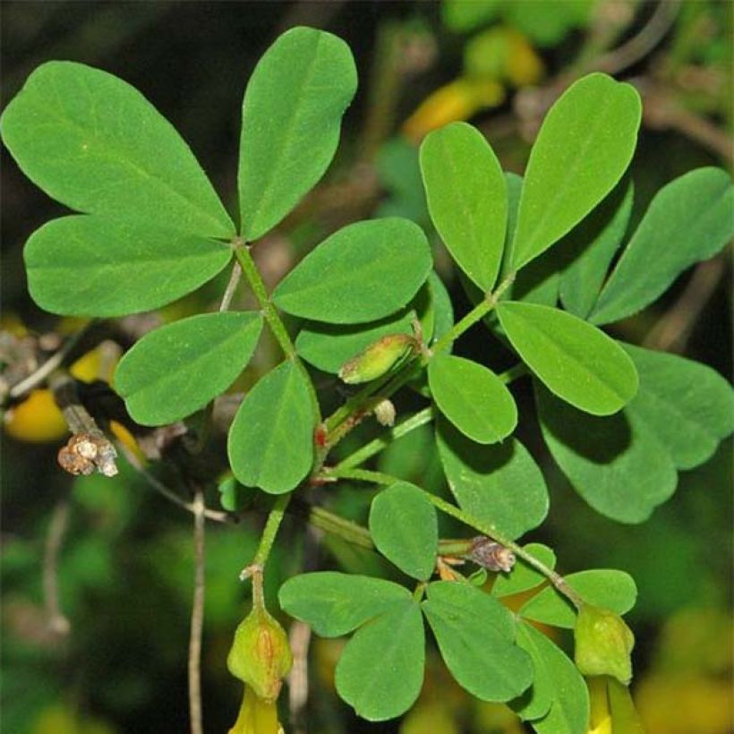 Hippocrepis emerus (Folhagem)