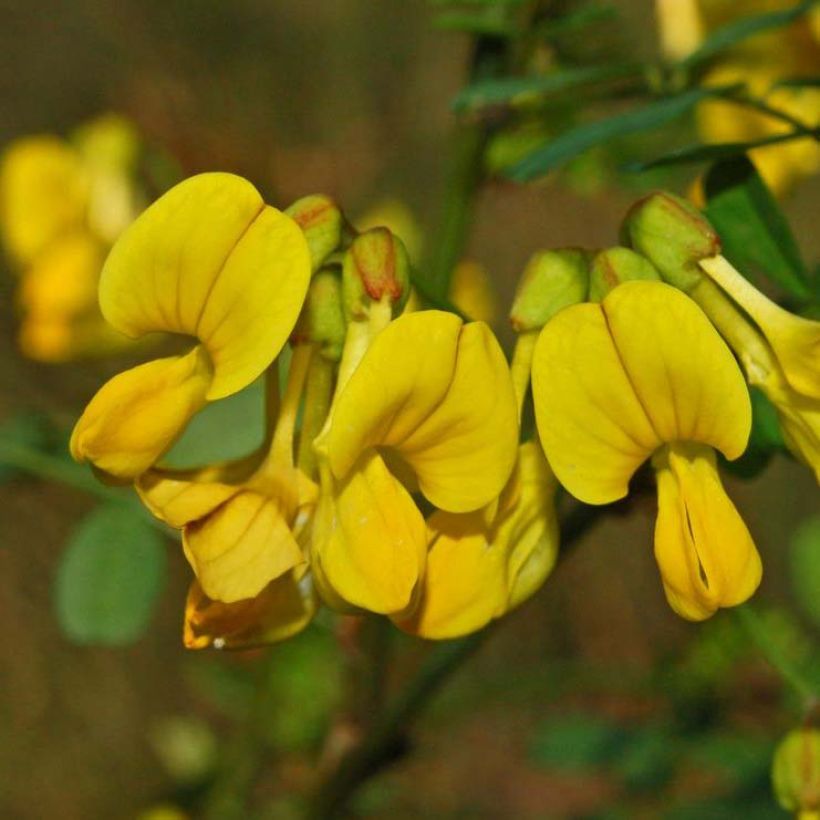 Hippocrepis emerus (Floração)