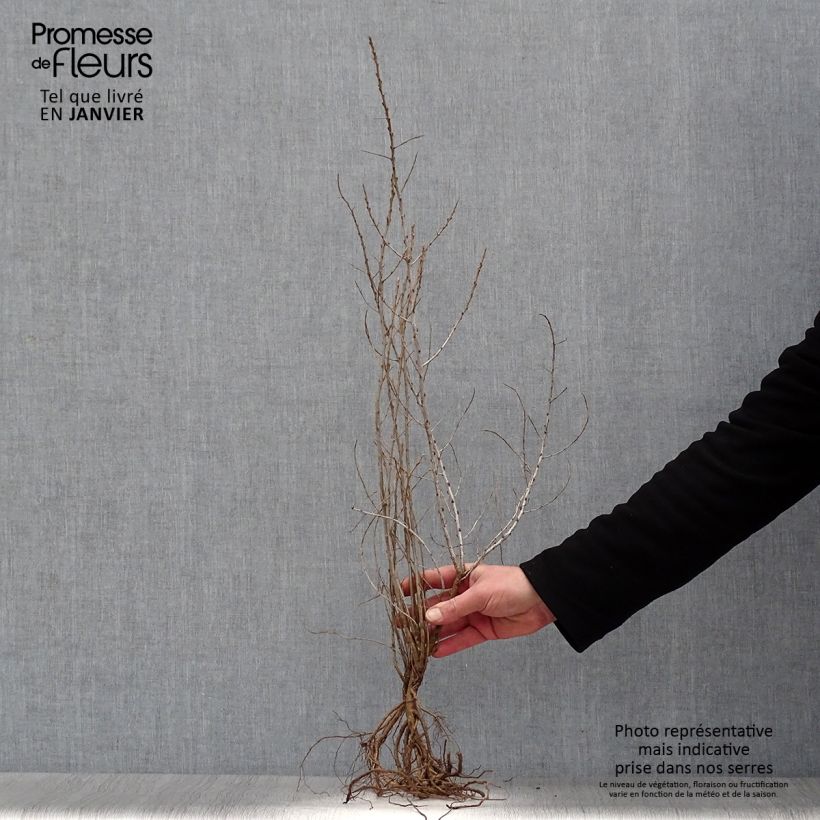 Amostra de Hippophae rhamnoides Raízes nuas tal como entregue no inverno