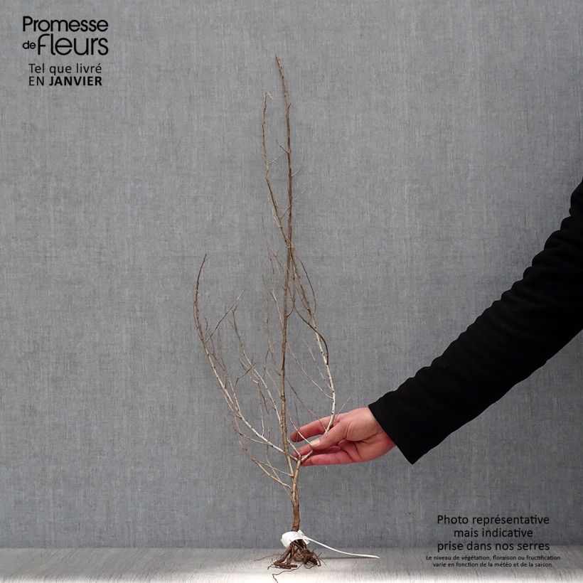 Amostra de Hippophae rhamnoides Raízes nuas tal como entregue no inverno