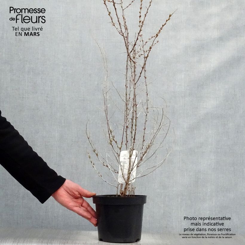 Amostra de Hippophae rhamnoides Vaso de 2 L/3 L tal como entregue na primavera