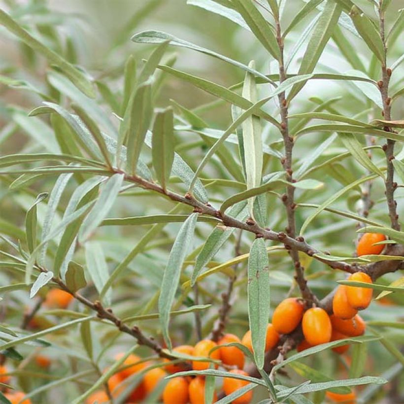 Hippophae rhamnoides Friesdorfer Orange (Folhagem)