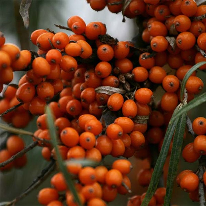 Hippophae rhamnoides Friesdorfer Orange (Colheita)
