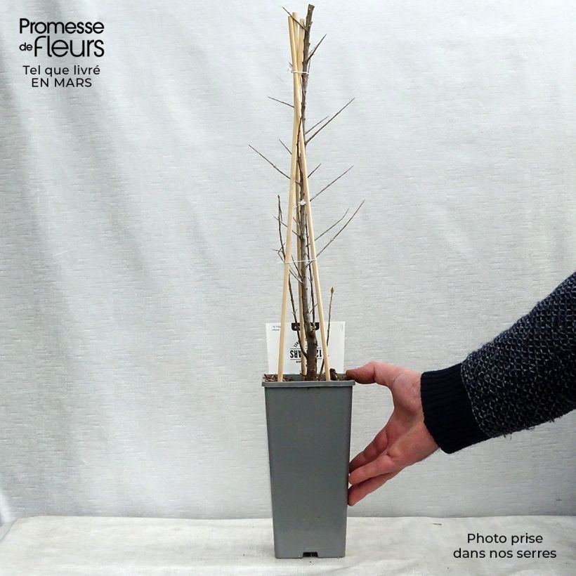 Amostra de Hippophae rhamnoides Friesdorfer Orange - Argousier Vaso de 1,5 L/2 L tal como entregue no inverno