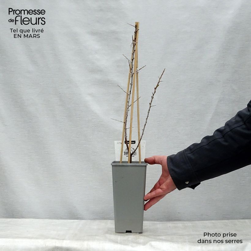 Amostra de Hippophae rhamnoides Leikora Vaso de 1,5 L/2 L tal como entregue na primavera