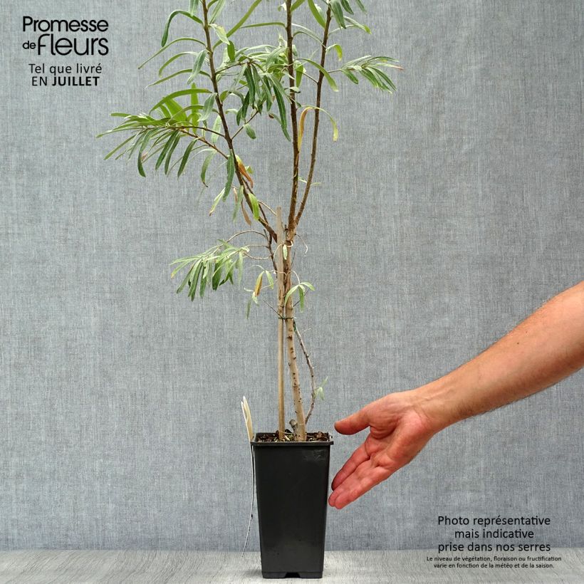 Amostra de Hippophae rhamnoides Leikora Vaso de 1,5 L/2 L tal como entregue no verão