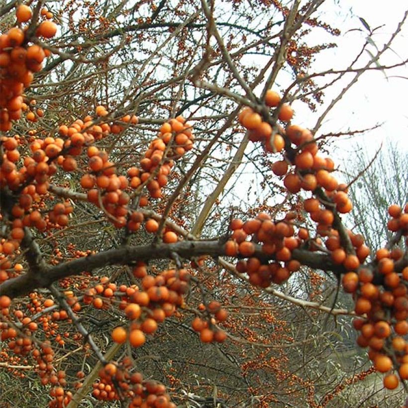 Hippophae rhamnoides Leikora (Floração)
