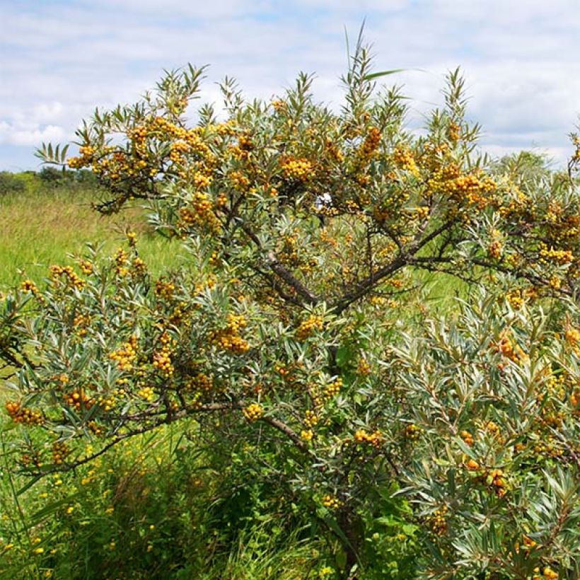 Hippophae rhamnoides Leikora (Hábito)