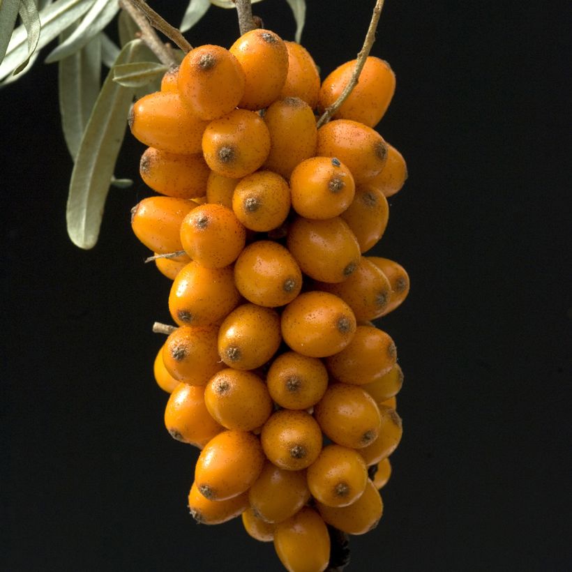 Hippophae rhamnoides Leikora (Colheita)