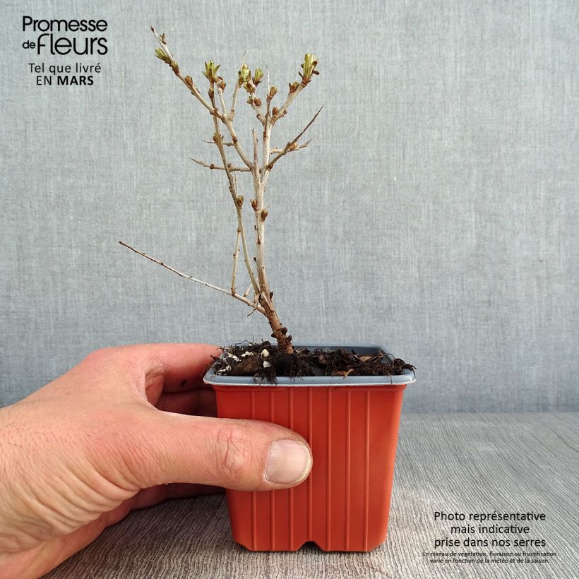 Amostra de Hippophae rhamnoides Leikora Vaso de 8/9 cm tal como entregue no inverno