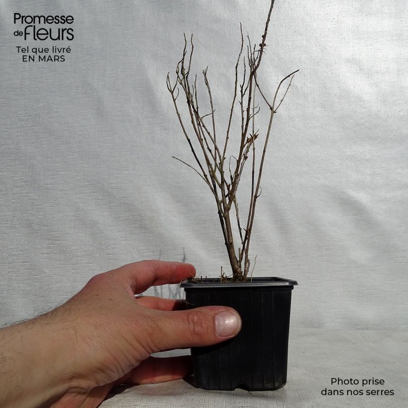 Amostra de Hippophae rhamnoides Leikora Vaso de 8/9 cm tal como entregue na primavera