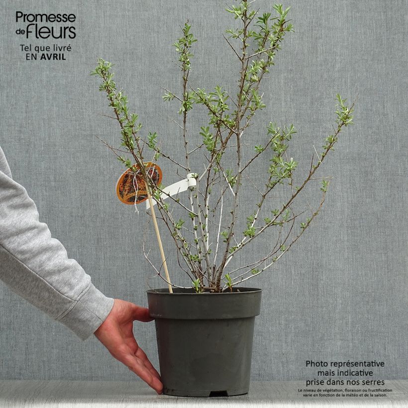 Amostra de Hippophae rhamnoides Orange Energy Vaso de 3 L/4 L tal como entregue na primavera