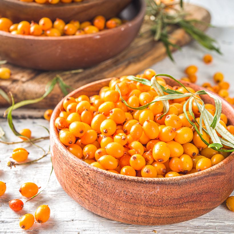 Hippophae rhamnoides Orange Energy (Colheita)