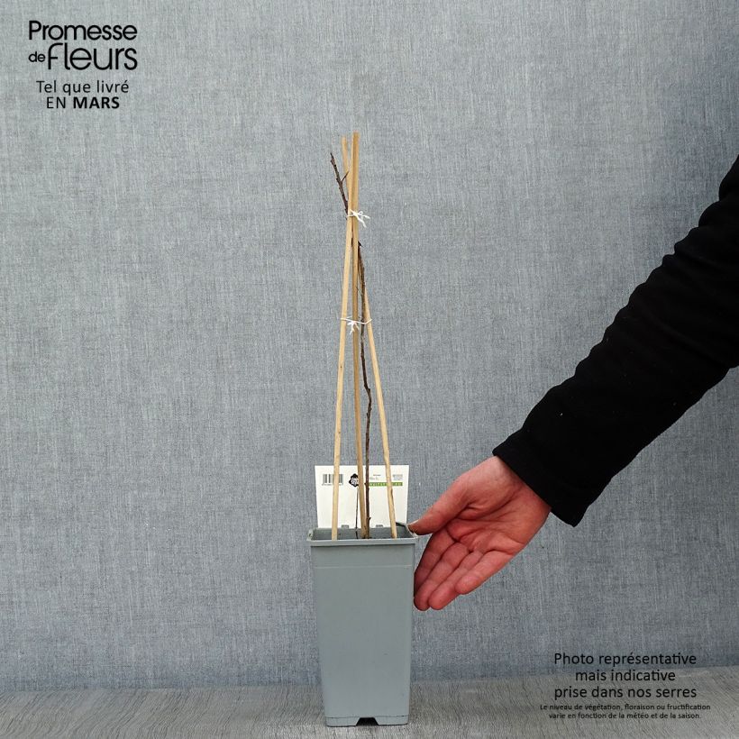 Amostra de Hippophae rhamnoides Pollmix Vaso de 1,5 L/2 L tal como entregue no inverno